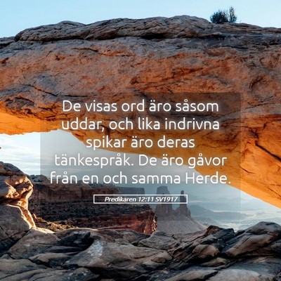 Picture 05 - Predikaren 12:11 SV1917 - De visas ord äro såsom uddar, och lika indrivna - Bible Verse Picture