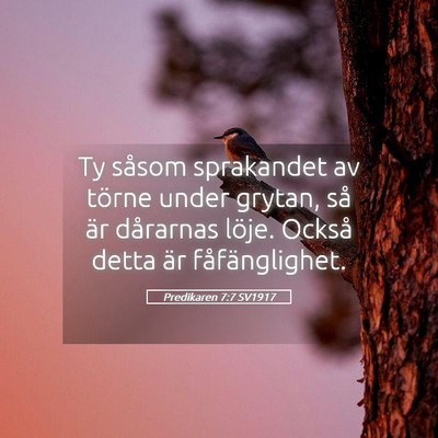 Picture 05 - Predikaren 7:7 SV1917 - Ty såsom sprakandet av törne under grytan, så - Bible Verse Picture