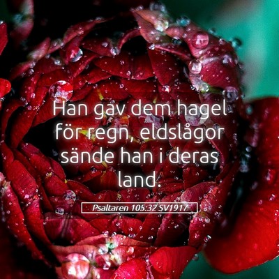 Picture 05 - Psaltaren 105:32 SV1917 - Han gav dem hagel för regn, eldslågor sände - Bible Verse Picture