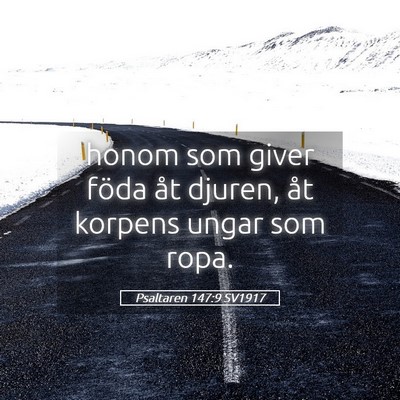 Picture 05 - Psaltaren 147:9 SV1917 - honom som giver föda åt djuren, åt korpens - Bible Verse Picture