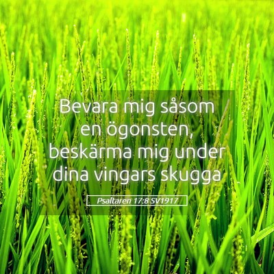 Picture 05 - Psaltaren 17:8 SV1917 - Bevara mig såsom en ögonsten, beskärma mig - Bible Verse Picture