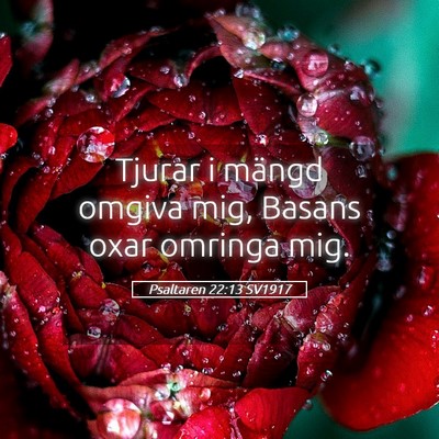Picture 05 - Psaltaren 22:13 SV1917 - Tjurar i mängd omgiva mig, Basans oxar omringa - Bible Verse Picture