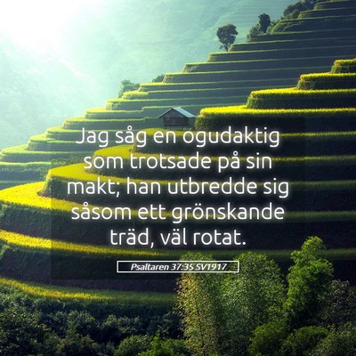Picture 05 - Psaltaren 37:35 SV1917 - Jag såg en ogudaktig som trotsade på sin makt; - Bible Verse Picture
