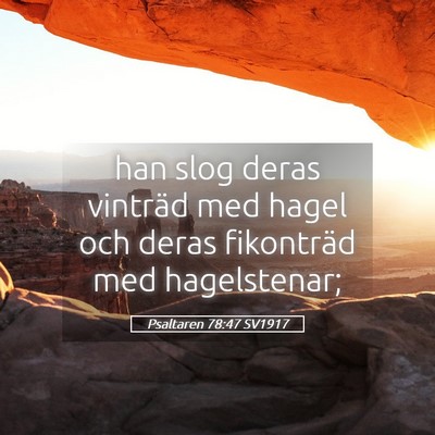 Picture 05 - Psaltaren 78:47 SV1917 - han slog deras vinträd med hagel och deras - Bible Verse Picture
