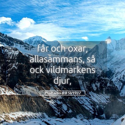 Picture 05 - Psaltaren 8:8 SV1917 - får och oxar, allasammans, så ock vildmarkens - Bible Verse Picture