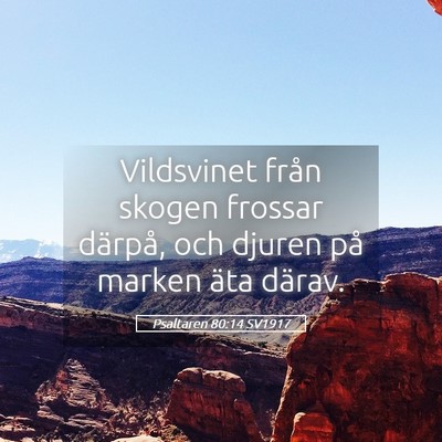 Picture 05 - Psaltaren 80:14 SV1917 - Vildsvinet från skogen frossar därpå, och - Bible Verse Picture