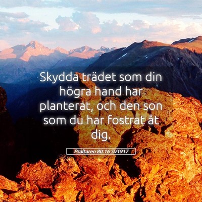 Picture 05 - Psaltaren 80:16 SV1917 - Skydda trädet som din högra hand har planterat, - Bible Verse Picture