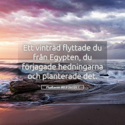 Picture 05 - Psaltaren 80:9 SV1917 - Ett vinträd flyttade du från Egypten, du - Bible Verse Picture