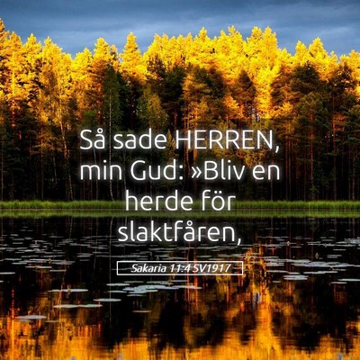 Picture 05 - Sakaria 11:4 SV1917 - Så sade HERREN, min Gud: »Bliv en herde för - Bible Verse Picture