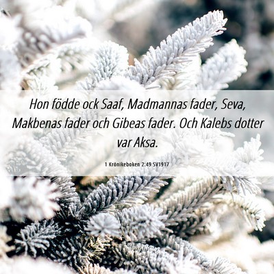 Picture 06 - 1 Krönikeboken 2:49 SV1917 - Hon födde ock Saaf, Madmannas fader, Seva, - Bible Verse Picture