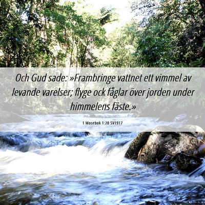 Picture 06 - 1 Mosebok 1:20 SV1917 - Och Gud sade: »Frambringe vattnet ett vimmel av - Bible Verse Picture