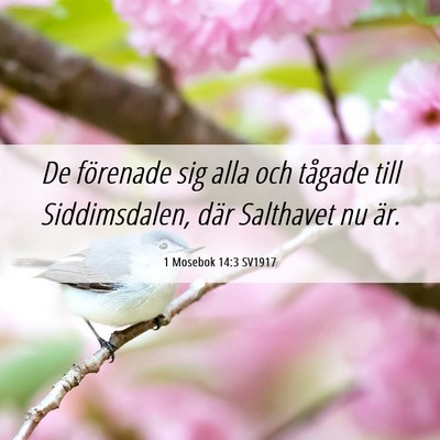 Picture 06 - 1 Mosebok 14:3 SV1917 - De förenade sig alla och tågade till - Bible Verse Picture