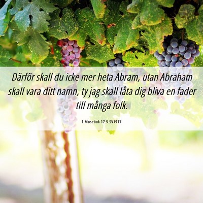 Picture 06 - 1 Mosebok 17:5 SV1917 - Därför skall du icke mer heta Abram, utan - Bible Verse Picture