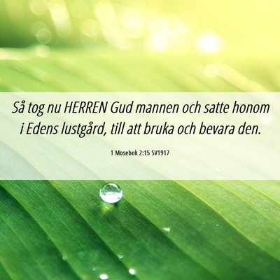 Picture 06 - 1 Mosebok 2:15 SV1917 - Så tog nu HERREN Gud mannen och satte honom i - Bible Verse Picture