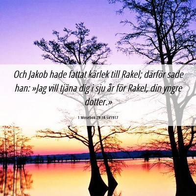 Picture 06 - 1 Mosebok 29:18 SV1917 - Och Jakob hade fattat kärlek till Rakel; - Bible Verse Picture