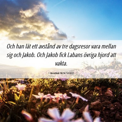 Picture 06 - 1 Mosebok 30:36 SV1917 - Och han lät ett avstånd av tre dagsresor vara - Bible Verse Picture