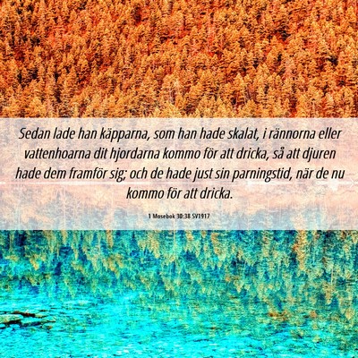 Picture 06 - 1 Mosebok 30:38 SV1917 - Sedan lade han käpparna, som han hade skalat, i - Bible Verse Picture