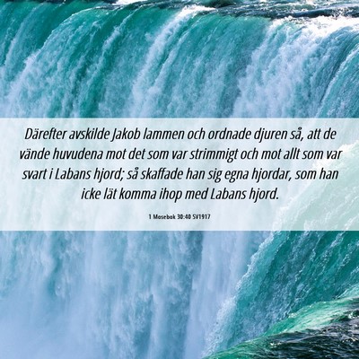 Picture 06 - 1 Mosebok 30:40 SV1917 - Därefter avskilde Jakob lammen och ordnade - Bible Verse Picture