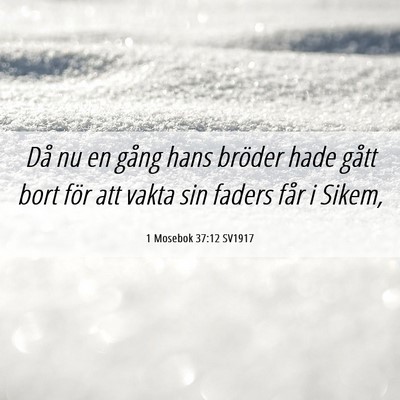 Picture 06 - 1 Mosebok 37:12 SV1917 - Då nu en gång hans bröder hade gått bort för - Bible Verse Picture