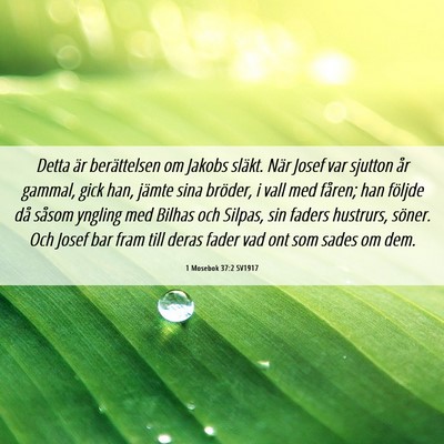 Picture 06 - 1 Mosebok 37:2 SV1917 - Detta är berättelsen om Jakobs släkt. När - Bible Verse Picture
