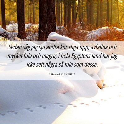 Picture 06 - 1 Mosebok 41:19 SV1917 - Sedan såg jag sju andra kor stiga upp, avfallna - Bible Verse Picture