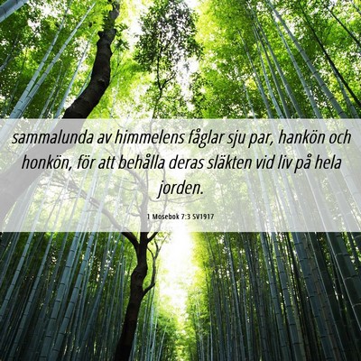 Picture 06 - 1 Mosebok 7:3 SV1917 - sammalunda av himmelens fåglar sju par, hankön - Bible Verse Picture