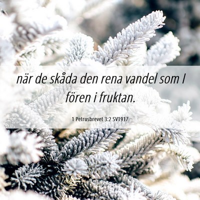 Picture 06 - 1 Petrusbrevet 3:2 SV1917 - när de skåda den rena vandel som I fören i - Bible Verse Picture