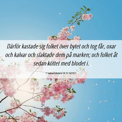 Picture 06 - 1 Samuelsboken 14:32 SV1917 - Därför kastade sig folket över bytet och tog - Bible Verse Picture