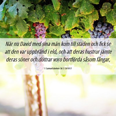 Picture 06 - 1 Samuelsboken 30:3 SV1917 - När nu David med sina män kom till staden och - Bible Verse Picture
