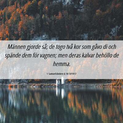 Picture 06 - 1 Samuelsboken 6:10 SV1917 - Männen gjorde så; de togo två kor som gåvo di - Bible Verse Picture