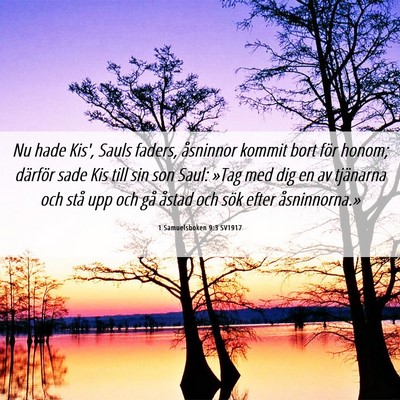 Picture 06 - 1 Samuelsboken 9:3 SV1917 - Nu hade Kis', Sauls faders, åsninnor kommit bort - Bible Verse Picture