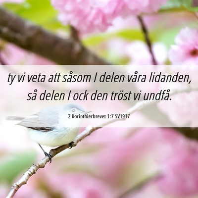 Picture 06 - 2 Korinthierbrevet 1:7 SV1917 - ty vi veta att såsom I delen våra lidanden, så - Bible Verse Picture