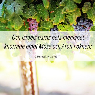 Picture 06 - 2 Mosebok 16:2 SV1917 - Och Israels barns hela menighet knorrade emot - Bible Verse Picture