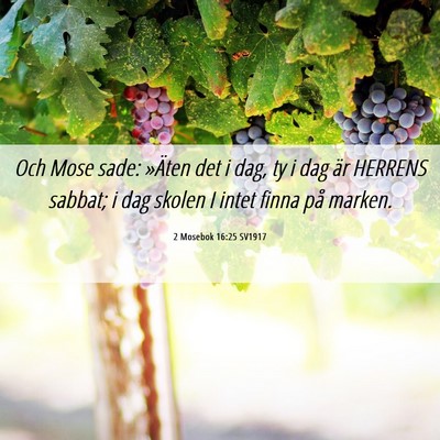 Picture 06 - 2 Mosebok 16:25 SV1917 - Och Mose sade: »Äten det i dag, ty i dag är - Bible Verse Picture