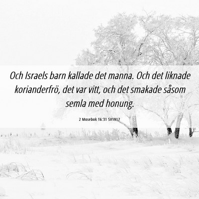 Picture 06 - 2 Mosebok 16:31 SV1917 - Och Israels barn kallade det manna. Och det - Bible Verse Picture