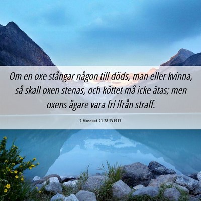 Picture 06 - 2 Mosebok 21:28 SV1917 - Om en oxe stångar någon till döds, man eller - Bible Verse Picture