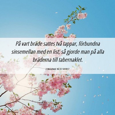 Picture 06 - 2 Mosebok 36:22 SV1917 - På vart bräde sattes två tappar, förbundna - Bible Verse Picture