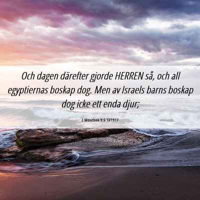 Picture 06 - 2 Mosebok 9:6 SV1917 - Och dagen därefter gjorde HERREN så, och all - Bible Verse Picture