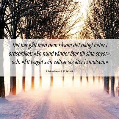 Picture 06 - 2 Petrusbrevet 2:22 SV1917 - Det har gått med dem såsom det riktigt heter i - Bible Verse Picture
