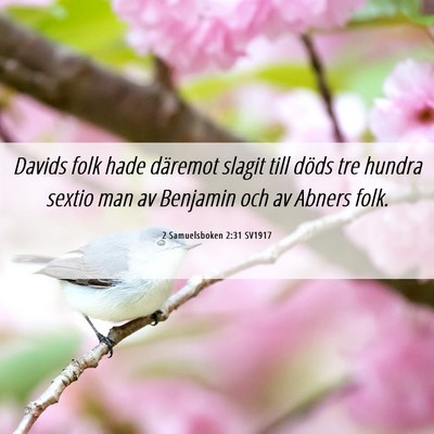 Picture 06 - 2 Samuelsboken 2:31 SV1917 - Davids folk hade däremot slagit till döds tre - Bible Verse Picture