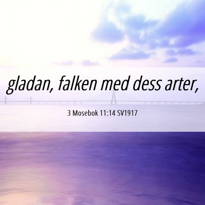 Picture 06 - 3 Mosebok 11:14 SV1917 - gladan, falken med dess - Bible Verse Picture