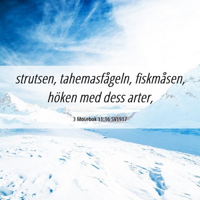 Picture 06 - 3 Mosebok 11:16 SV1917 - strutsen, tahemasfågeln, fiskmåsen, höken med - Bible Verse Picture