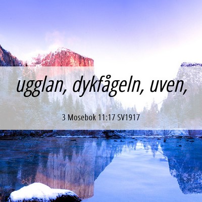 Picture 06 - 3 Mosebok 11:17 SV1917 - ugglan, dykfågeln, - Bible Verse Picture