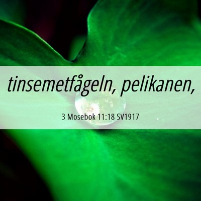 Picture 06 - 3 Mosebok 11:18 SV1917 - tinsemetfågeln, - Bible Verse Picture