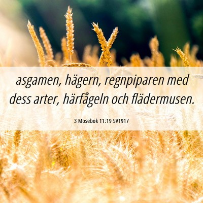 Picture 06 - 3 Mosebok 11:19 SV1917 - asgamen, hägern, regnpiparen med dess arter, - Bible Verse Picture