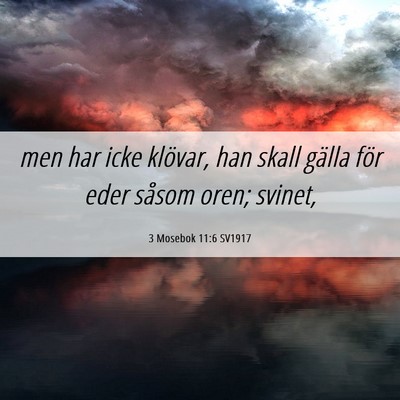 Picture 06 - 3 Mosebok 11:6 SV1917 - men har icke klövar, han skall gälla för eder - Bible Verse Picture
