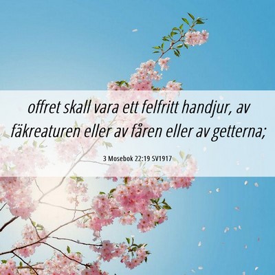 Picture 06 - 3 Mosebok 22:19 SV1917 - offret skall vara ett felfritt handjur, av - Bible Verse Picture