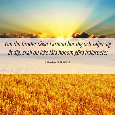 Picture 06 - 3 Mosebok 25:39 SV1917 - Om din broder råkar i armod hos dig och säljer - Bible Verse Picture