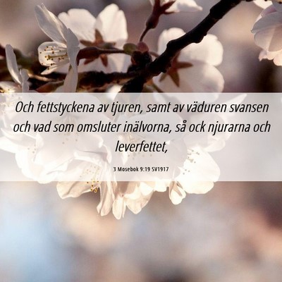 Picture 06 - 3 Mosebok 9:19 SV1917 - Och fettstyckena av tjuren, samt av väduren - Bible Verse Picture