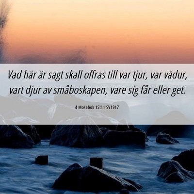 Picture 06 - 4 Mosebok 15:11 SV1917 - Vad här är sagt skall offras till var tjur, var - Bible Verse Picture